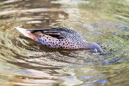 The green-winged macawの写真素材