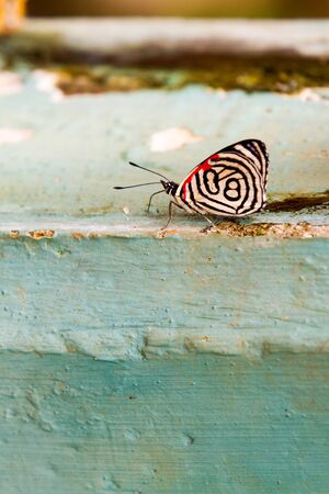 Close-up of colorful butterflyの写真素材