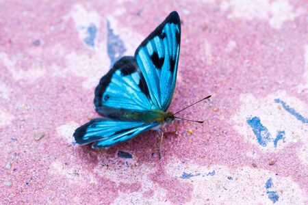 Close-up of colorful butterflyの写真素材