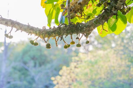 View of the Iguazu Iguacu) falls, the largest series of waterfalls on the planet, located between Brazil, Argentina, and Paraguay. At some times during the year one can see as many as 275 separate waterfalls cascading along the edges of 2,700 meters (1.6 の写真素材