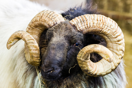 Outdoors view of Ireland contryside with Mayo blackface rams, County Mayo, Irelandの写真素材