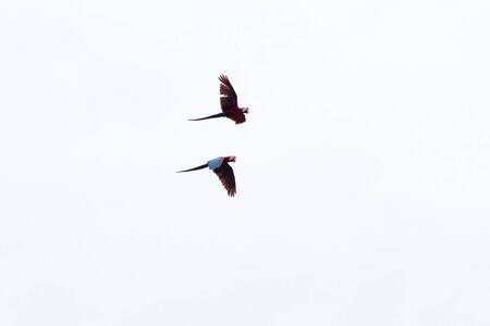 Macaw flying over Rio Negro in the Amazon River basin, Brazil, South Americaの写真素材