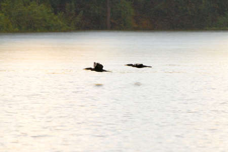 Rain in the amazon in Rio Negro in the Amazon River basin, Brazil, South Americaの写真素材