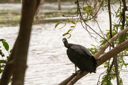 Birds in a lagoon on Rio Negro in the Amazon River basin, Brazil, South Americaの写真素材