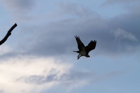 Birds in a lagoon on Rio Negro in the Amazon River basin, Brazil, South Americaの写真素材