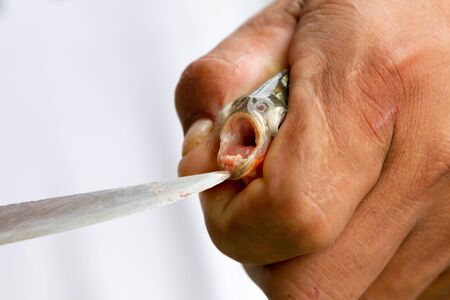 Fishing piranha in Rio Negro in the Amazon River basin, Brazil, South Americaの写真素材