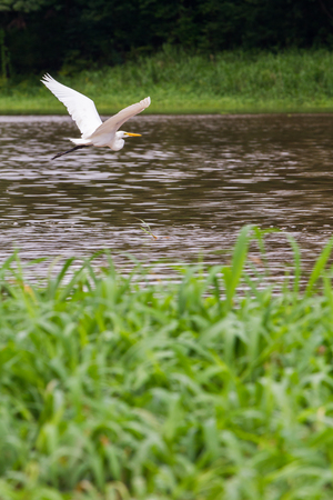 White bird in flight in a lagoon on Rio Negro in the Amazon River basin, Brazil, South America
