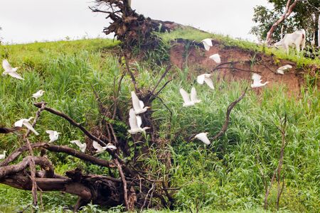 Birds in flight in a lagoon on Rio Negro in the Amazon River basin, Brazil, South Americaの写真素材