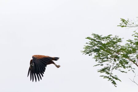 Birds in a lagoon on Rio Negro in the Amazon River basin, Brazil, South Americaの写真素材