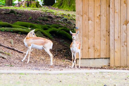 Portrait of brown beige deers in the woods