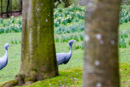 The blue crane (Grus paradisea), also known as the Stanley crane and the paradise craneの写真素材
