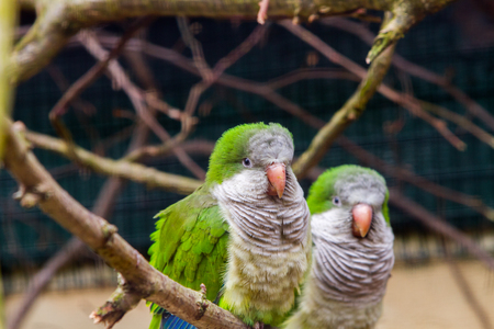 Yellow, turqoise and green parrot in the Iguazu Waterfalls National Parkの写真素材