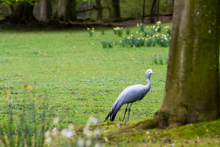 The blue crane (Grus paradisea), also known as the Stanley crane and the paradise craneの写真素材