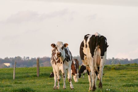 Black and white cow gazing the green grass