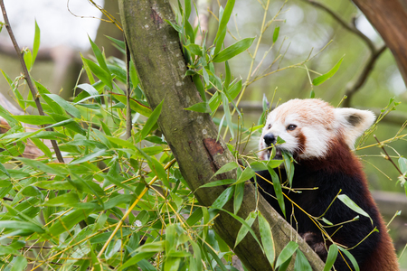 The red panda (Ailurus fulgens), also called the lesser panda, the red bear-cat, and the red cat-bearの写真素材