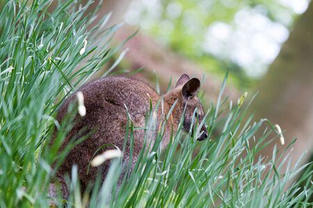 Kangaroo portrait in the wildの写真素材