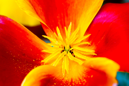 Pink and orange poppy flower in Port Honfleur, Normandie, Franceの写真素材