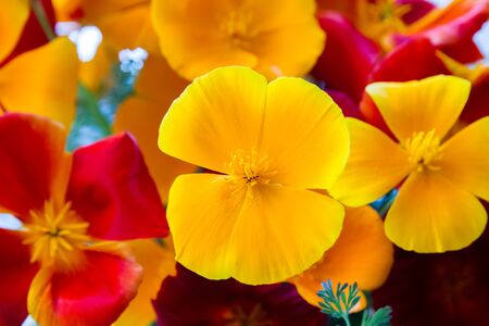 Pink and orange poppy flower in Port Honfleur, Normandie, Franceの写真素材