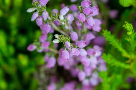 Little purple bell flowers on green backgroundの写真素材
