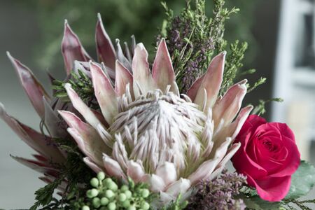 Pink king protea flower (Protea cynaroides, sugarbush, suikerbos) represents in South African...