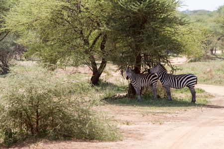 Zebra species of African equids (horse family) united by their distinctive black and white striped coats in different patterns, unique to each individual in Tarangire National Park, Tanzaniaの写真素材