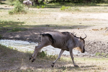 The blue wildebeest (Connochaetes taurinus), also called the common wildebeest, white-bearded wildebeest or brindled gnu, is a large antelope and one of the two species of wildebeests of the genus Connochaetes and family Bovidae in the Tarangire National Park, Tanzaniaの写真素材