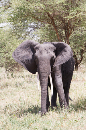 African elephants, of the genus Loxodonta in Tarangire National Park, Tanzaniaの写真素材