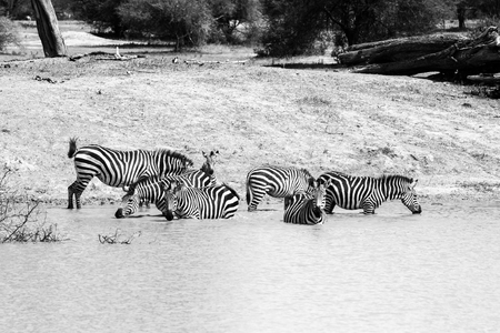 Zebra species of African equids (horse family) united by their distinctive black and white striped coats in different patterns, unique to each individual in Tarangire National Park, Tanzaniaの写真素材