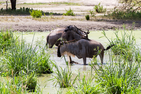 The blue wildebeest (Connochaetes taurinus), also called the common wildebeest, white-bearded wildebeest or brindled gnu, is a large antelope and one of the two species of wildebeests of the genus Connochaetes and family Bovidae in the Tarangire National Park, Tanzaniaの写真素材