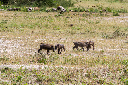 The common warthog (Phacochoerus africanus), wild member of the pig family (Suidae) found in grassland, savanna, and woodland in Tarangire National Park, Tanzaniaの写真素材