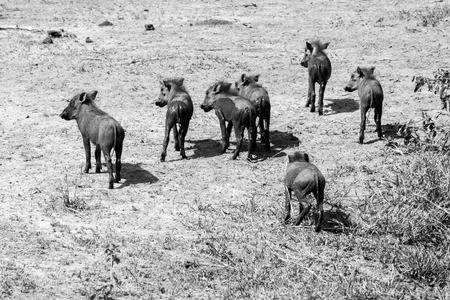 The common warthog (Phacochoerus africanus), wild member of the pig family (Suidae) found in grassland, savanna, and woodland in Tarangire National Park, Tanzaniaの写真素材
