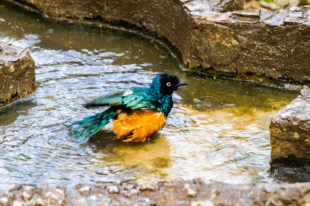 The Superb Starling (Lamprotornis superbus), formerly known as Spreo superbus in Serengeti ecosystem, Tanzania, Africaの写真素材