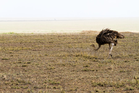 The ostrich or common ostrich (Struthio camelus) is either one or two species of large flightless birds native to Africa, the only living member(s) of the genus Struthio, which is in the ratite familyの写真素材
