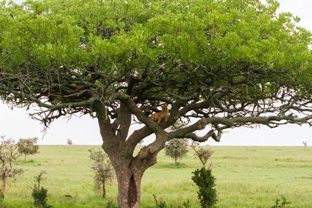 Southern African lioness (Panthera leo), species in the family Felidae and a member of the genus Panthera, listed as vulnerable, in Serengeti National Park, Tanzaniaの写真素材