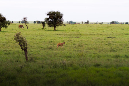 Serengeti National Park, Tanzanian national park in the Serengeti ecosystem in the Mara and Simiyu regionsの写真素材