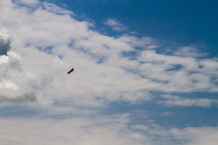 Lappet-faced vulture or Nubian vulture (Torgos tracheliotos), Old World vulture belonging to the bird order Accipitriformes, which also includes eagles, kites, buzzards and hawks in Serengeti National Park, Tanzaniaの写真素材