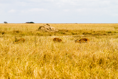 Serengeti National Park, Tanzanian national park in the Serengeti ecosystem in the Mara and Simiyu regions with impala (Aepyceros melampus) antelope camouflage in the fieldの写真素材