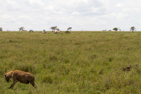 SERENGETI, TANZANIA - JANUARY 01: The spotted hyena (Crocuta crocuta) with Safari cars in the far background in Serengeti ecosystem, Tanzania on January 1st, 2018のeditorial素材