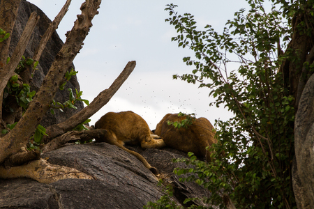 Flies surrunding East African lion cubs (Panthera leo melanochaita), species in the family Felidae and a member of the genus Panthera, listed as vulnerable, in Serengeti National Park, Tanzaniaの写真素材