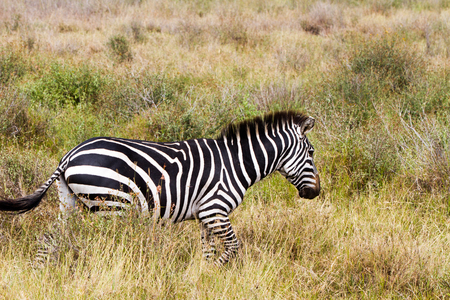 Zebra species of African equids (horse family) united by their distinctive black and white striped coats in different patterns, unique to each individual in Serengeti, Tanzaniaの写真素材