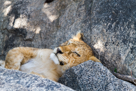 Southern African lion cubs (Panthera leo), species in the family Felidae and a member of the genus Panthera, listed as vulnerable, in Serengeti National Park, Tanzaniaの写真素材