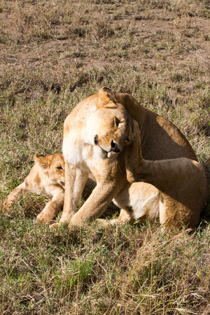 East African lioness with lion cubs (Panthera leo melanochaita), species in the family Felidae and a...