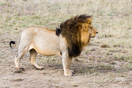 Male East African lion (Panthera leo melanochaita), species in the family Felidae and a member of the genus Panthera, listed as vulnerable, in Serengeti National Park, Tanzaniaの写真素材