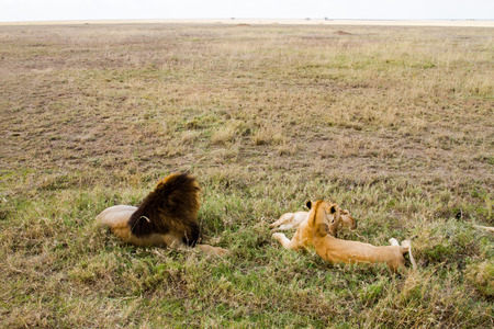East African lion family (Panthera leo melanochaita), species in the family Felidae and a member of the genus Panthera, listed as vulnerable, in Serengeti National Park, Tanzaniaの写真素材