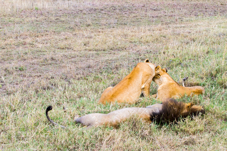 East African lion family (Panthera leo melanochaita), species in the family Felidae and a member of the genus Panthera, listed as vulnerable, in Serengeti National Park, Tanzaniaの写真素材