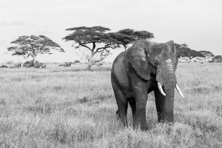 African elephants, of the genus Loxodonta in Serengeti National Park, Tanzaniaの写真素材