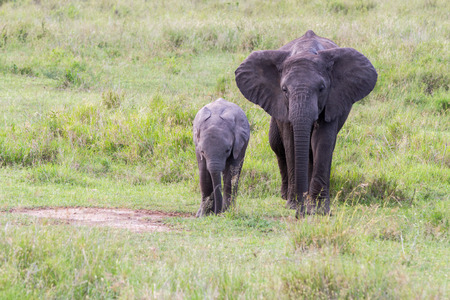 African elephants, of the genus Loxodonta in Serengeti National Park, Tanzaniaの写真素材