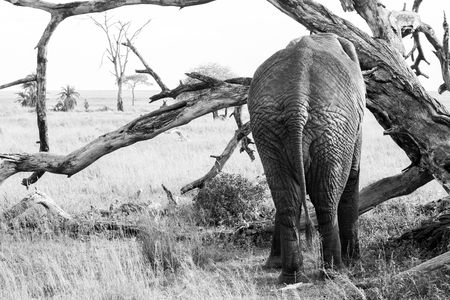 African elephants, of the genus Loxodonta in Serengeti National Park, Tanzaniaの写真素材