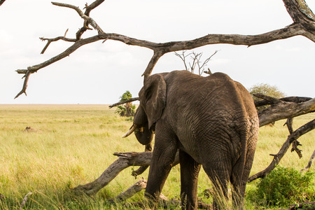 African elephants, of the genus Loxodonta in Serengeti National Park, Tanzania