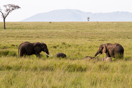 African elephants, of the genus Loxodonta in Serengeti National Park, Tanzaniaの写真素材